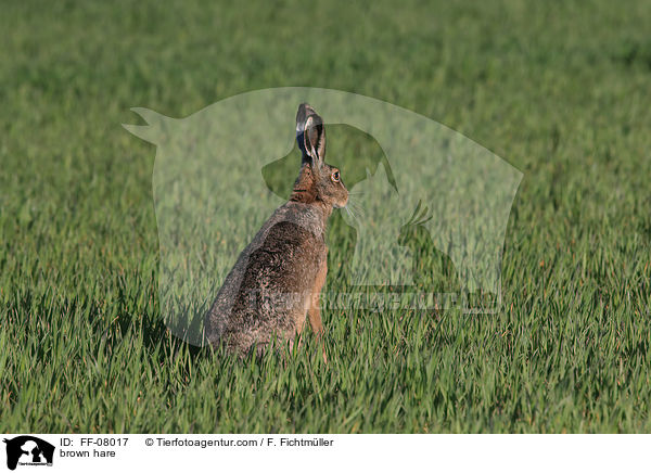 Feldhase / brown hare / FF-08017