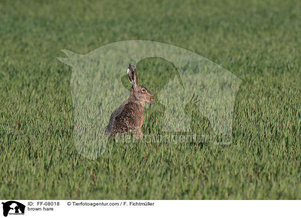 Feldhase / brown hare / FF-08018