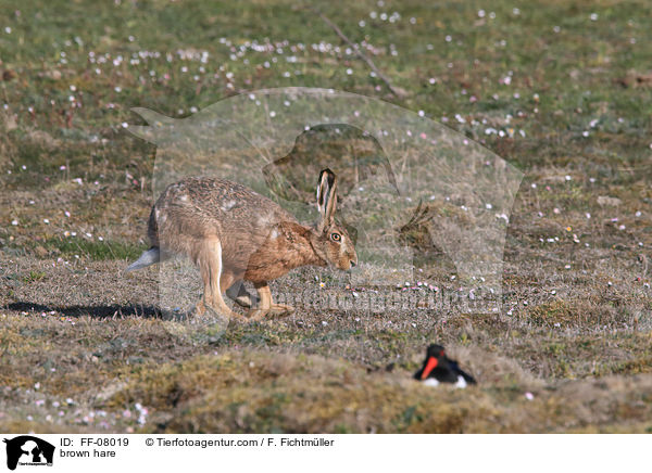 brown hare / FF-08019