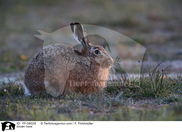 Feldhase / brown hare / FF-08028