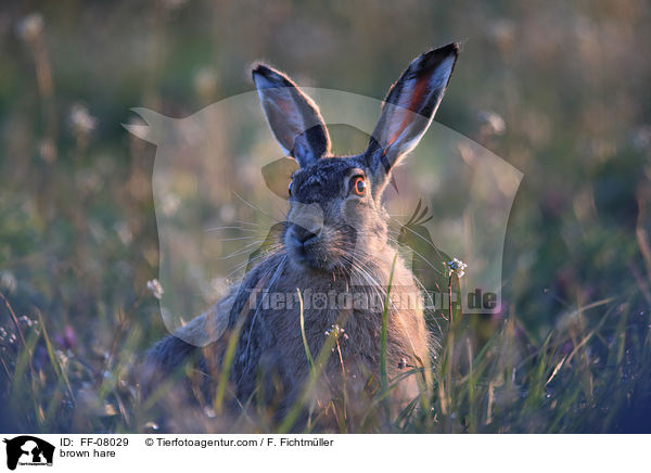 Feldhase / brown hare / FF-08029