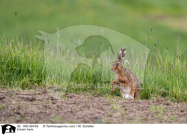 brown hare / WS-08458