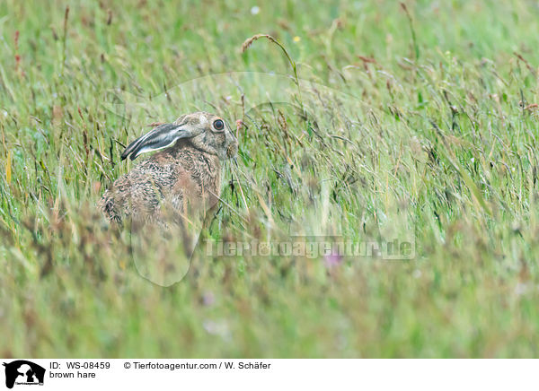 Feldhase / brown hare / WS-08459