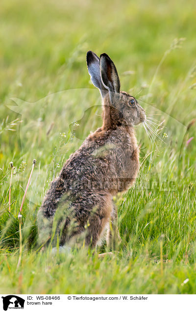 Feldhase / brown hare / WS-08466