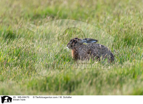 Feldhase / brown hare / WS-08470