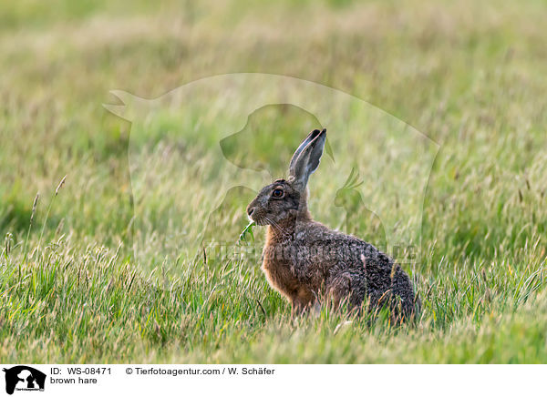 brown hare / WS-08471