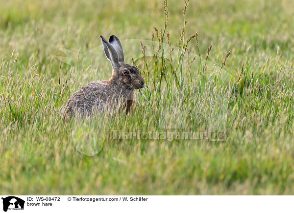 Feldhase / brown hare / WS-08472