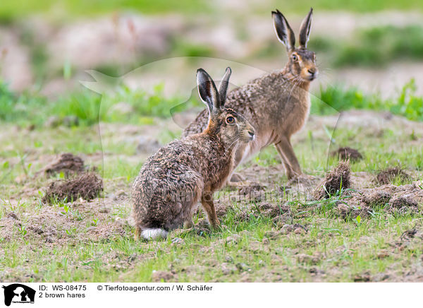 2 Feldhasen / 2 brown hares / WS-08475