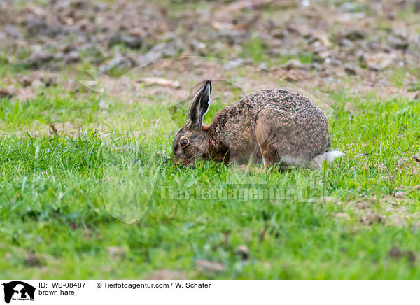Feldhase / brown hare / WS-08487