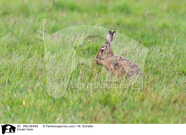 Feldhase / brown hare / WS-08489