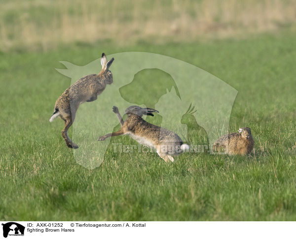 kmpfende Feldhasen / fighting Brown Hares / AXK-01252