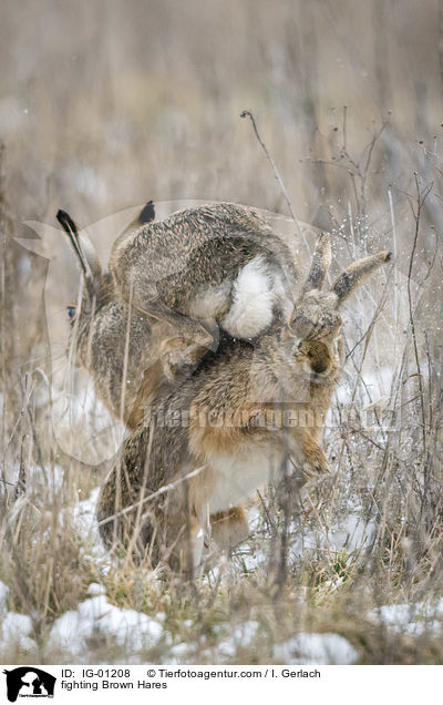 kmpfende Feldhasen / fighting Brown Hares / IG-01208