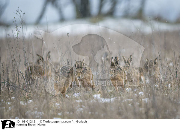 rennende Feldhasen / running Brown Hares / IG-01212