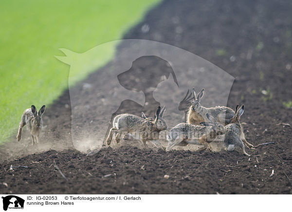 rennende Feldhasen / running Brown Hares / IG-02053