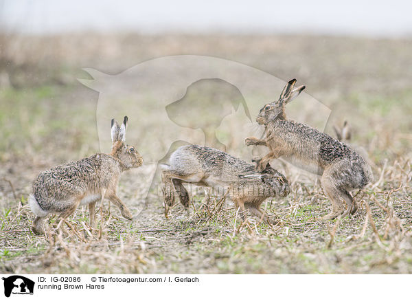 rennende Feldhasen / running Brown Hares / IG-02086