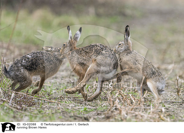 rennende Feldhasen / running Brown Hares / IG-02088