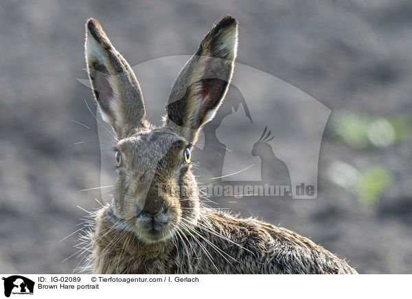 Feldhase Portrait / Brown Hare portrait / IG-02089