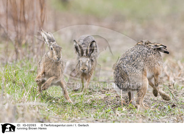 rennende Feldhasen / running Brown Hares / IG-02093