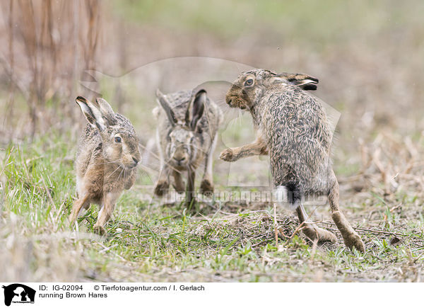 rennende Feldhasen / running Brown Hares / IG-02094