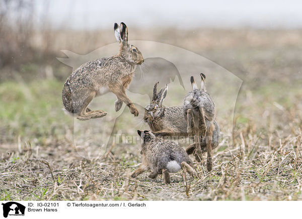 Feldhasen / Brown Hares / IG-02101