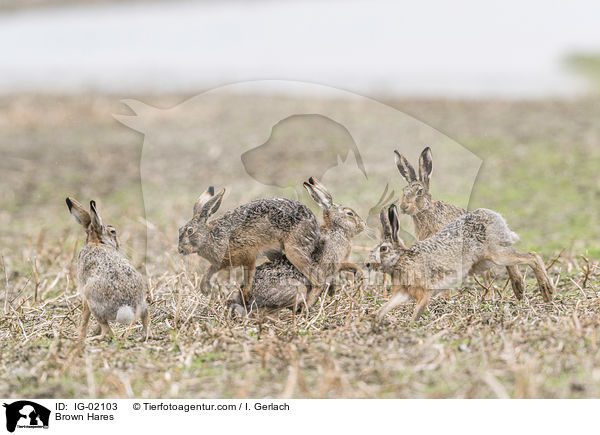 Feldhasen / Brown Hares / IG-02103