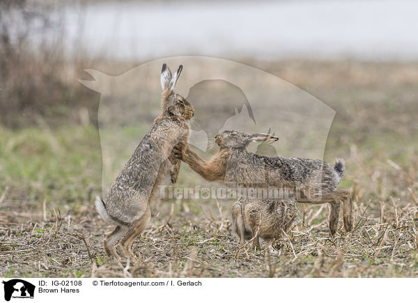 Feldhasen / Brown Hares / IG-02108