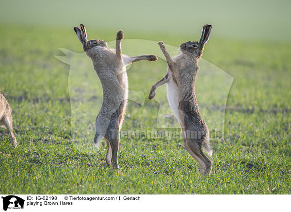 spielende Feldhasen / playing Brown Hares / IG-02198