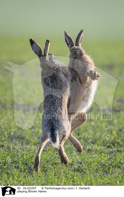 playing Brown Hares / IG-02207