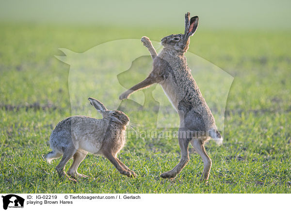 spielende Feldhasen / playing Brown Hares / IG-02219