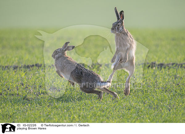 spielende Feldhasen / playing Brown Hares / IG-02226