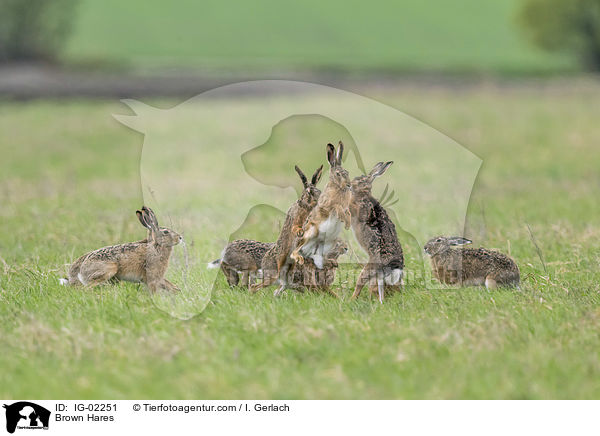 Brown Hares / IG-02251