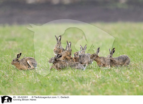 rennende Feldhasen / running Brown Hares / IG-02261