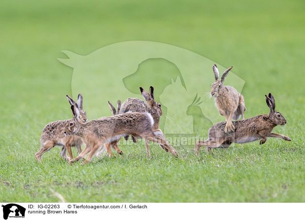 rennende Feldhasen / running Brown Hares / IG-02263