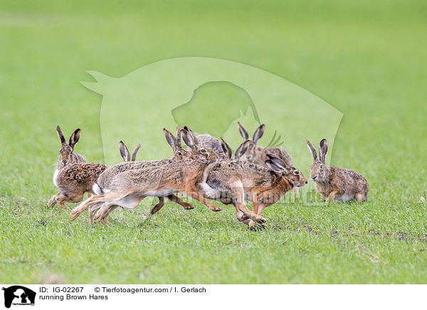 rennende Feldhasen / running Brown Hares / IG-02267