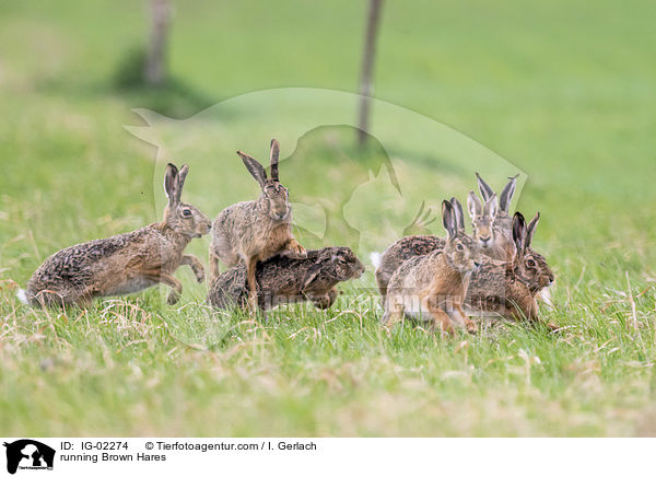 rennende Feldhasen / running Brown Hares / IG-02274