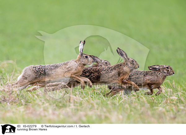 rennende Feldhasen / running Brown Hares / IG-02279