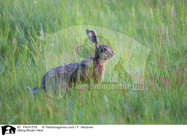 sitzender Feldhase / sitting Brown Hare / FH-01576