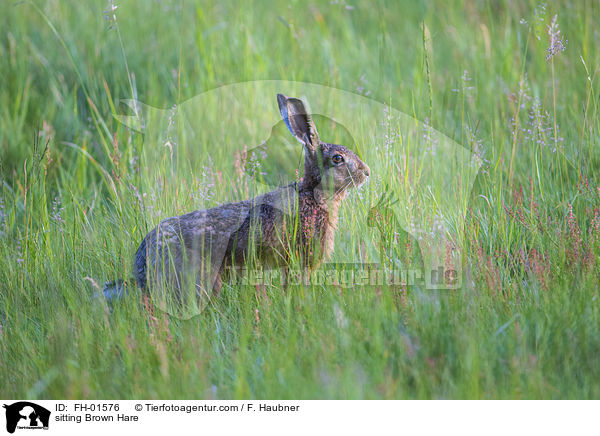 sitting Brown Hare / FH-01576