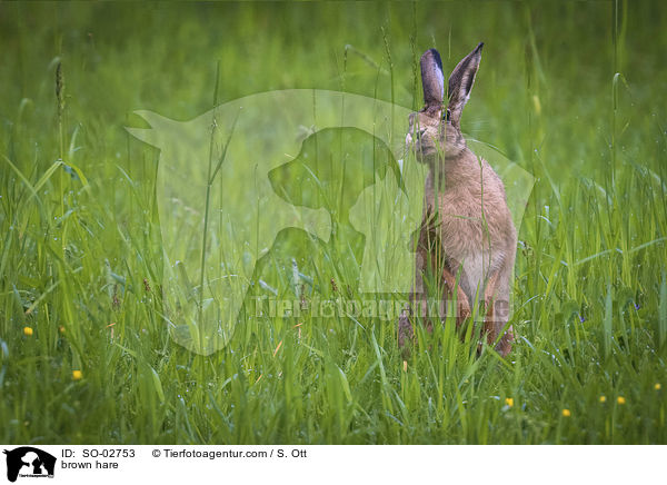 Feldhase / brown hare / SO-02753