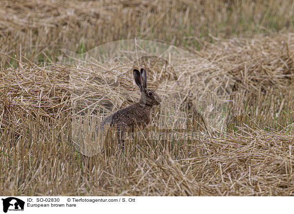 Feldhase / European brown hare / SO-02830