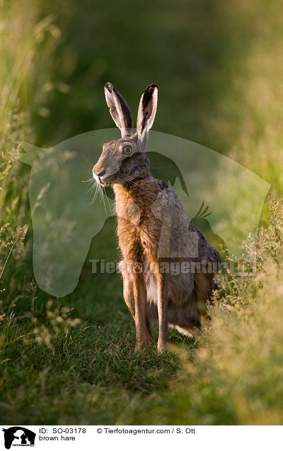 Feldhase / brown hare / SO-03178