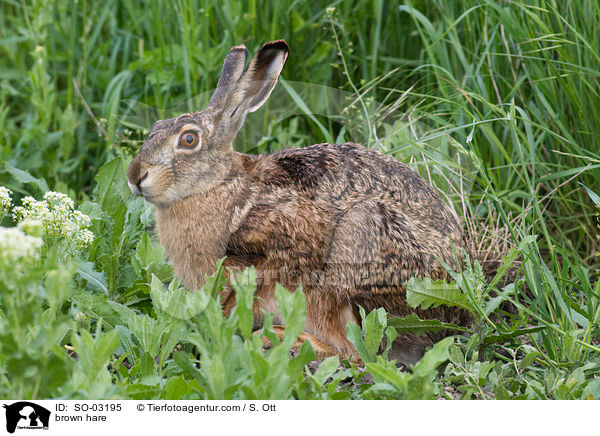 Feldhase / brown hare / SO-03195