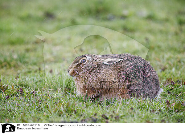 Feldhase / European brown hare / MBS-26116