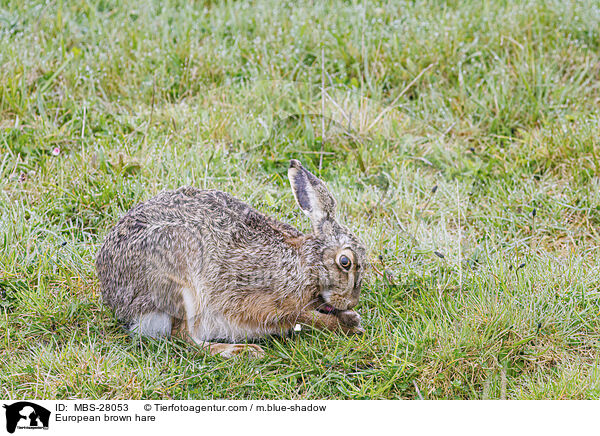 European brown hare / MBS-28053