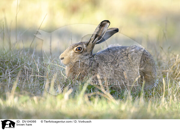 brown hare / DV-04066