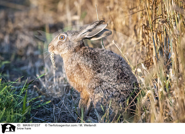 Feldhase / brow hare / MAW-01237