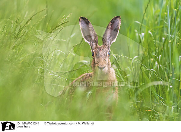 Feldhase / brow hare / MAW-01241