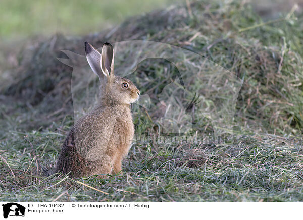 Feldhase / European hare / THA-10432