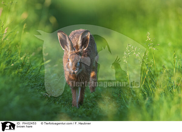 Feldhase / brown hare / FH-02453