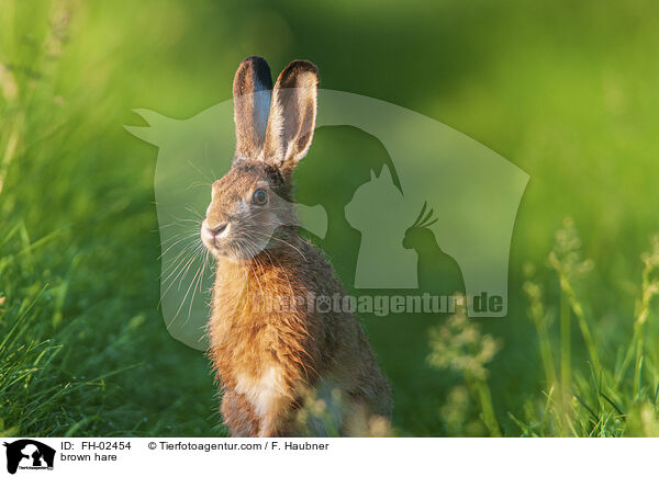 Feldhase / brown hare / FH-02454